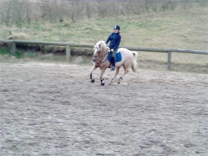 Welsh Cob (sec D) Lesto Vivi  - en lille galop <3 billede 10