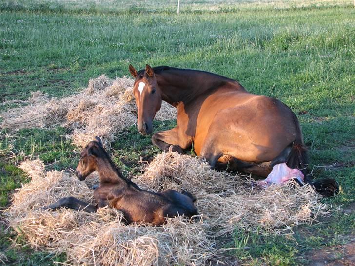 Dansk Varmblod California Skrødstrup RIP billede 4