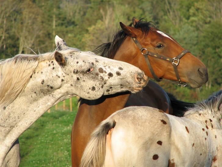 Dansk Varmblod California Skrødstrup RIP billede 5