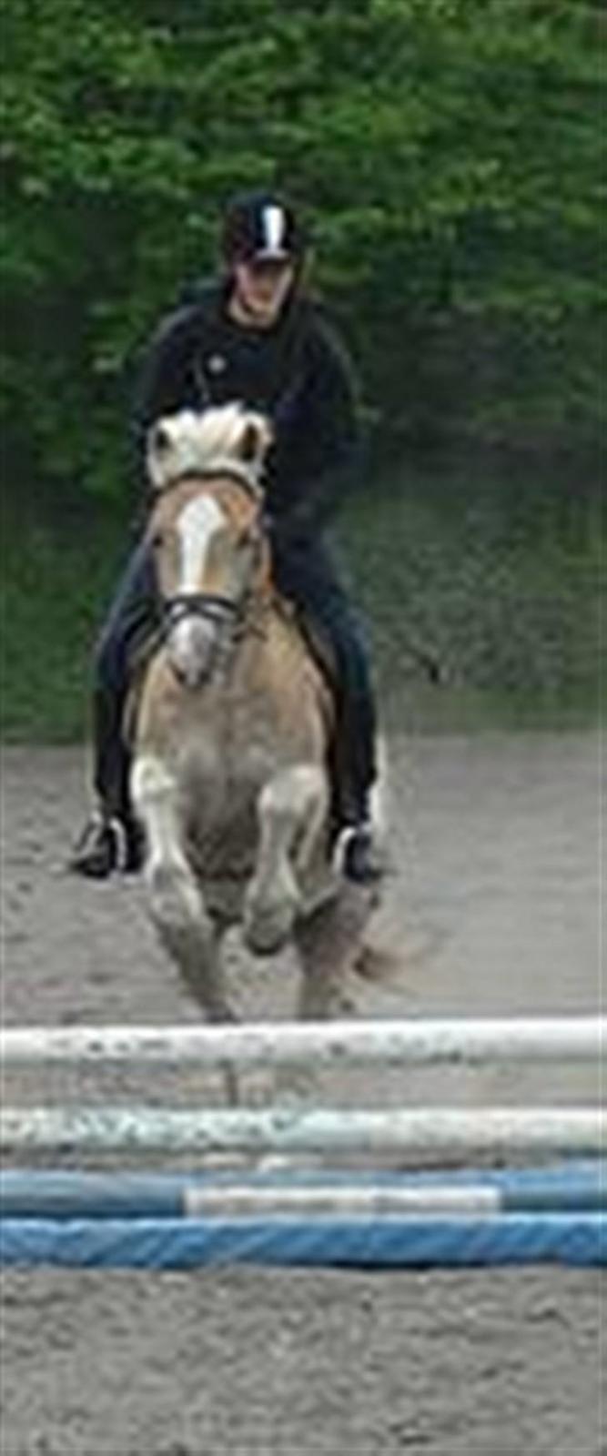 Haflinger Balder Gl. Halvpart billede 14