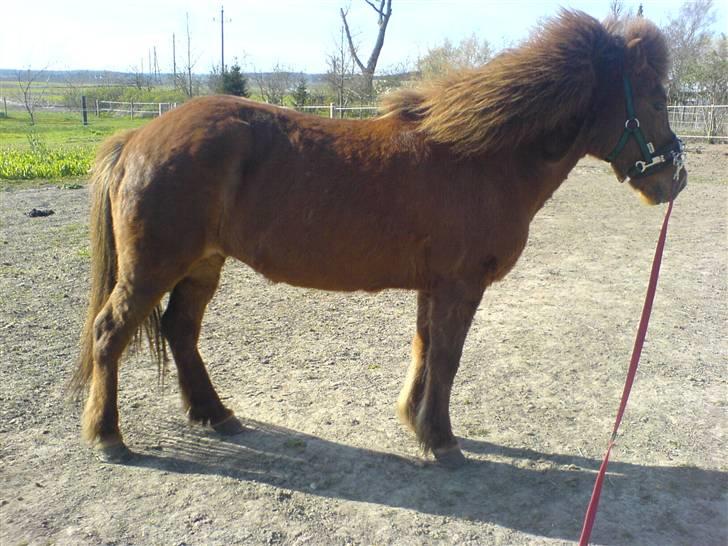 Islænder Friða fra Hellum  billede 9