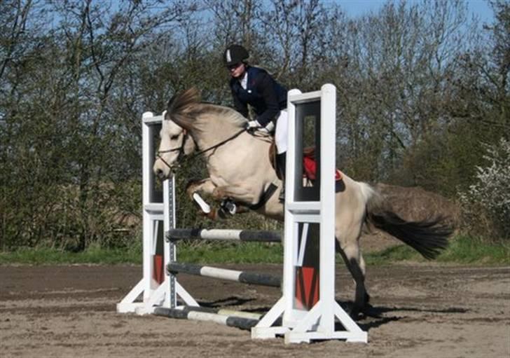 Anden særlig race Grønløkke's Silver Boy<3 billede 3