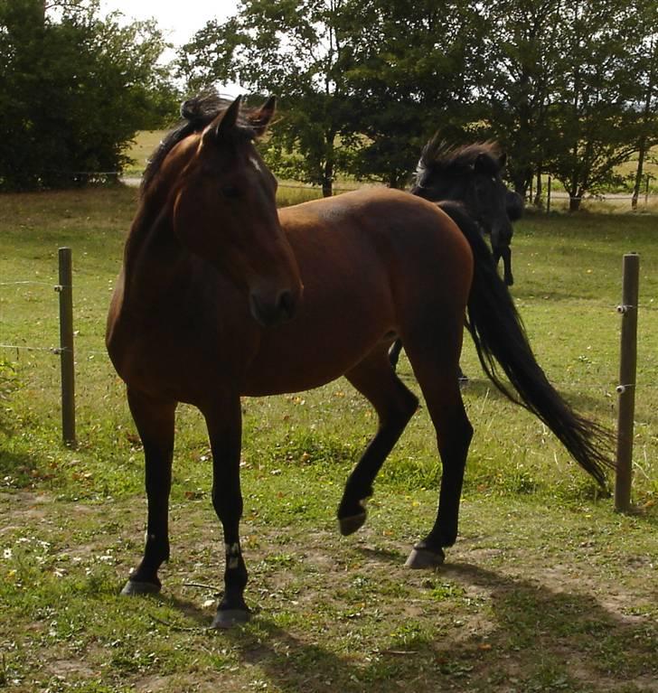 Anden særlig race Bysteds Maj - Ude hos min mormor og morfar billede 19