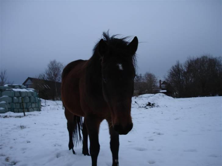 Anden særlig race Bysteds Maj - Nyt. Min smukke pony i sneen ude hos min mormor og morfar ;b billede 20