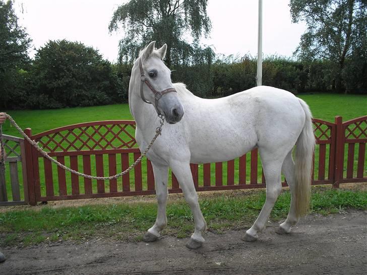 Anden særlig race  l Enggårdens Queen <3 - få dage før hun tog afsted til de evige græsmarker - savner og elsker dig, mín dejlige elskede pony :,( hvil i fred.  billede 1