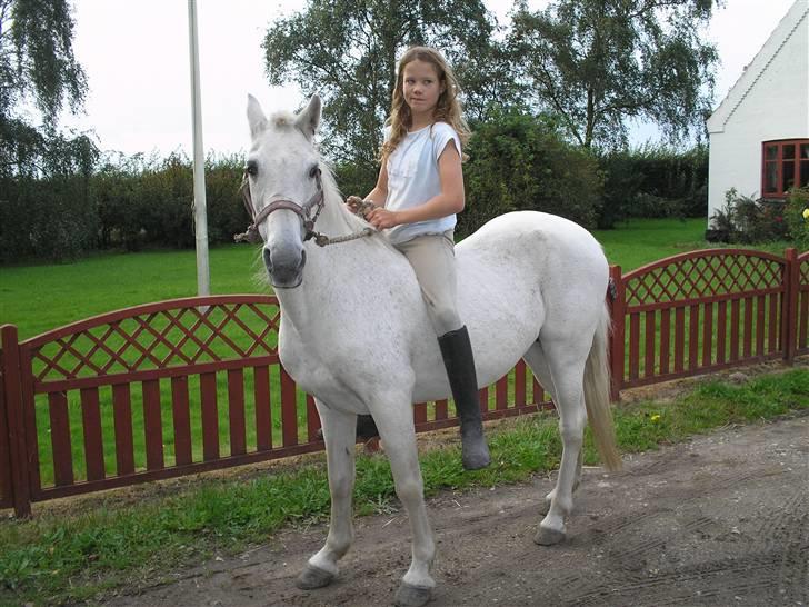 Anden særlig race  l Enggårdens Queen <3 - man kunne næsten gøre, alt! hun fandt sig bare i alt! - få dage før at hun tog til de evige græsmarker - savner og elsker dig, mín dejlige elskede pony :,( hvil i fred.  billede 3