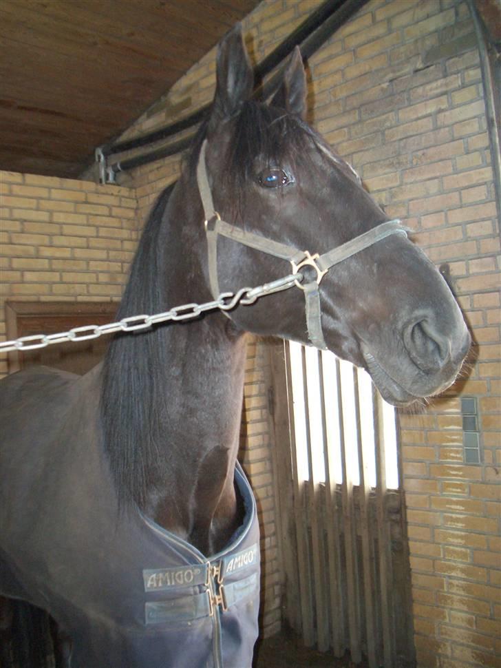 Traver Sæby Black Play (s) - Smukke dreng billede 1