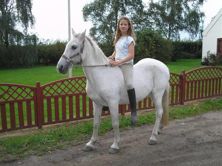 Anden særlig race  l Enggårdens Queen <3 -  - få dage før at hun tog til de evige græsmarker - savner og elsker dig, mín dejlige elskede pony :,( hvil i fred.  billede 7
