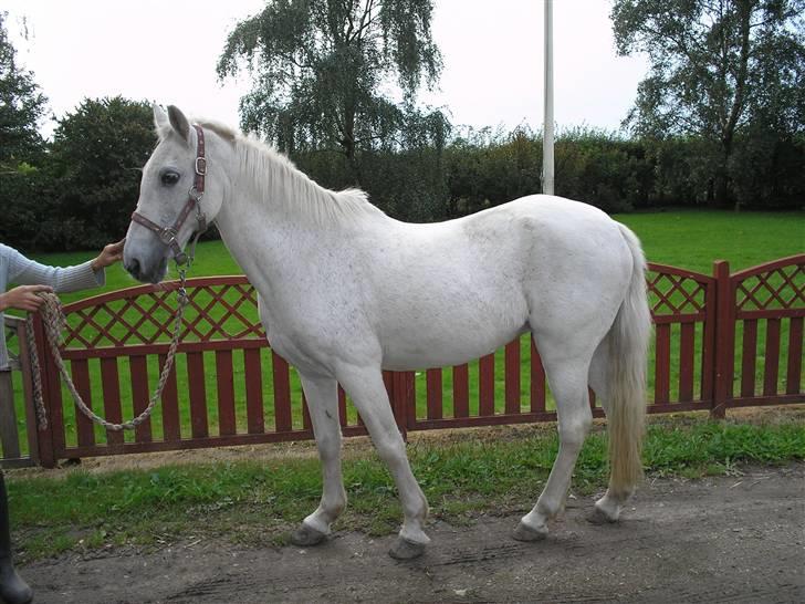Anden særlig race  l Enggårdens Queen <3 -  - få dage før at hun tog til de evige græsmarker - savner og elsker dig, mín dejlige elskede pony :,( hvil i fred.  billede 9