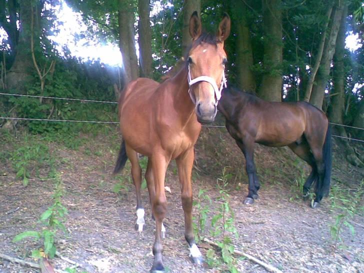 Svensk Varmblod Monique *AFLIVET* R.I.P. - Monique den 17 juni 2008 billede 1