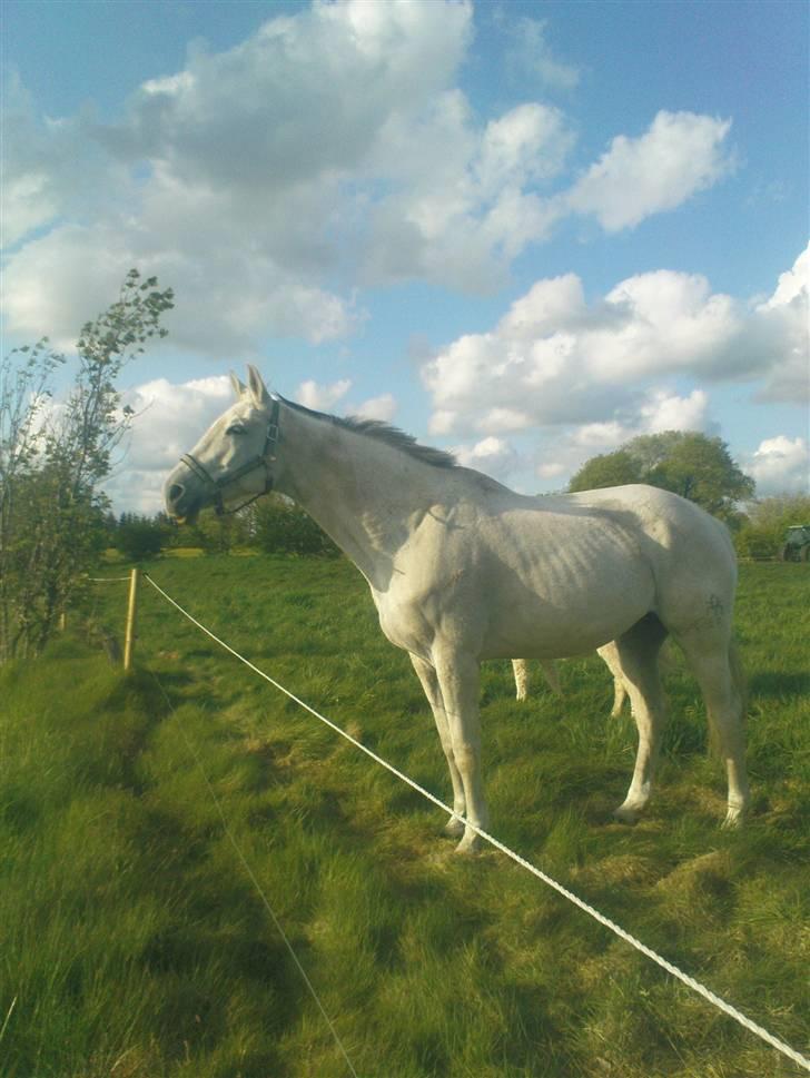 Trakehner Galico R.I.P Himmelhest billede 2