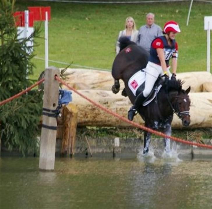 Anden særlig race Jessie A-pony - Solgt billede 3