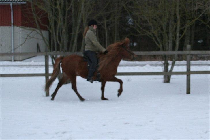 Islænder Jóra fra kjærsgård billede 15
