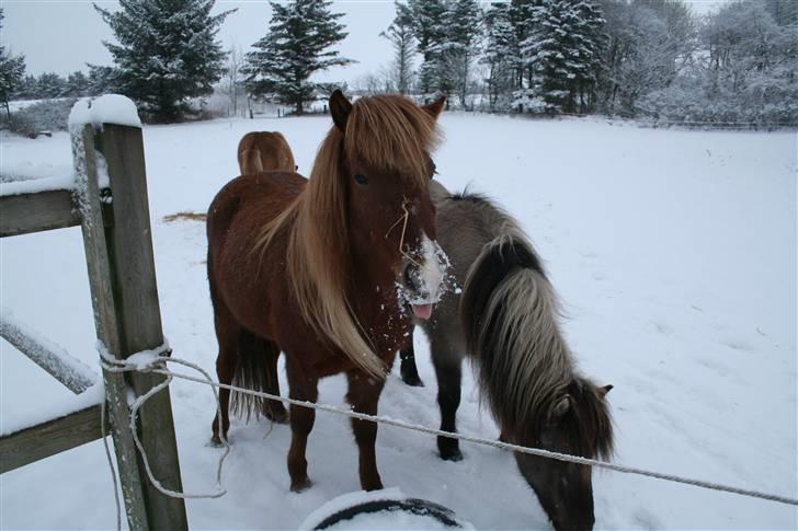 Islænder Jóra fra kjærsgård billede 17