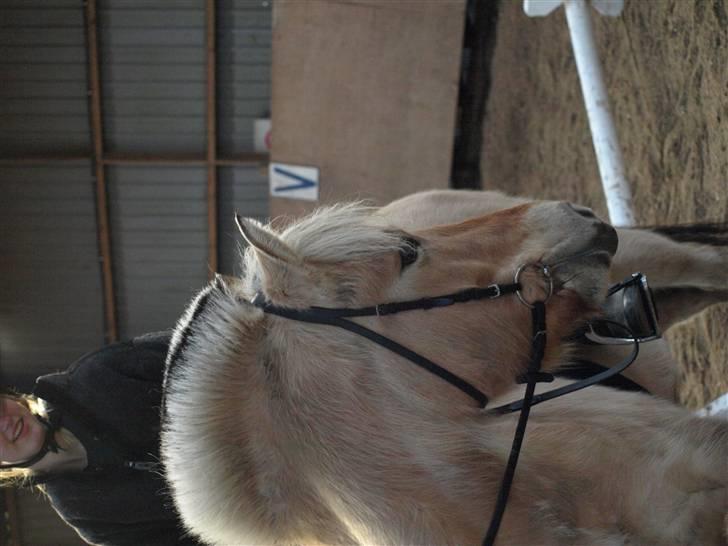 Fjordhest Clausen - FOTO: Mette Bendt VE 08/09 billede 8