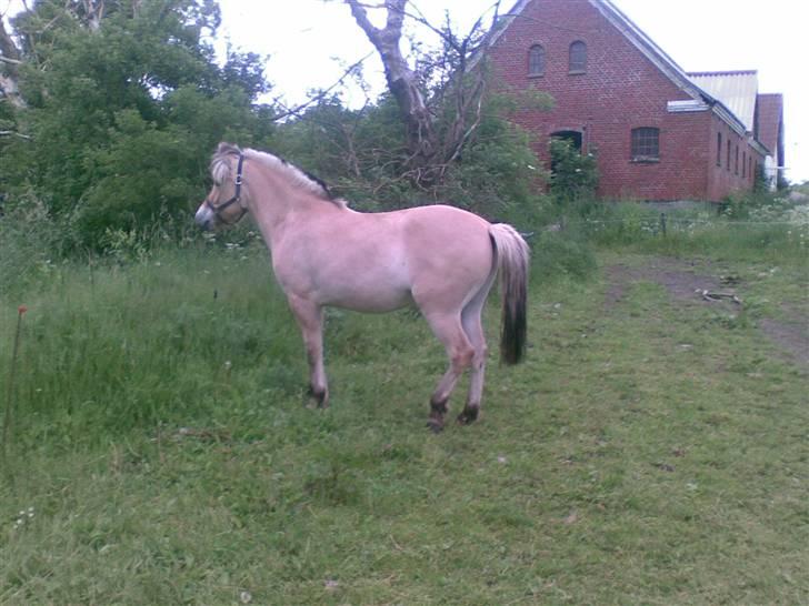 Fjordhest Clausen - hjemme billede 9