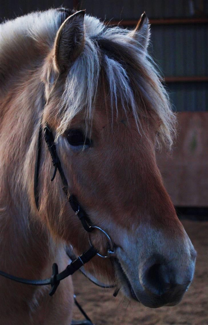 Fjordhest Clausen - FOTO: Mette Bendt VE 08/09 billede 10