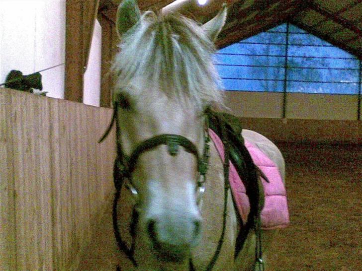 Fjordhest Clausen - Der hjemme under tilridning billede 11