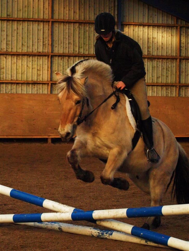 Fjordhest Clausen - FOTO: Mette Bendt VE 08/09 billede 12