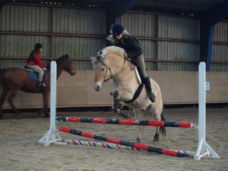 Fjordhest Clausen - FOTO: Mette Bendt VE 08/09 billede 13