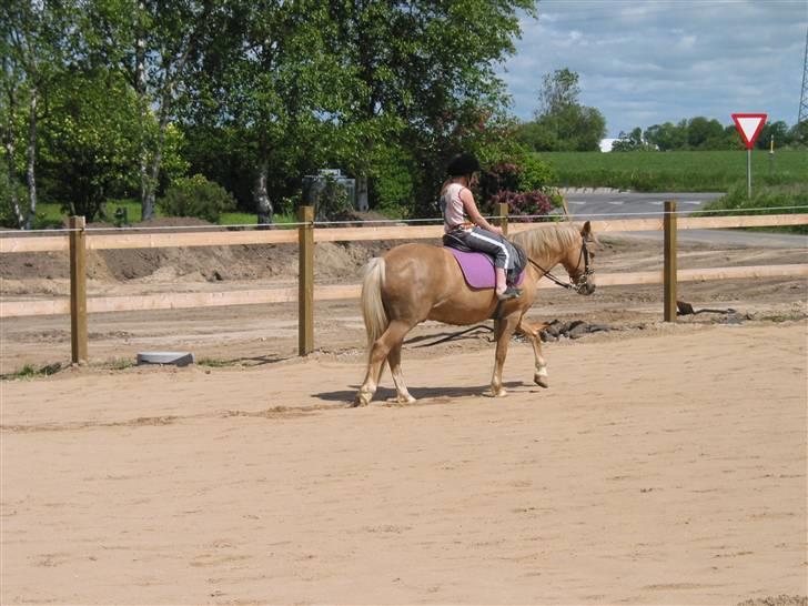 Palomino MR. Chano †  billede 1