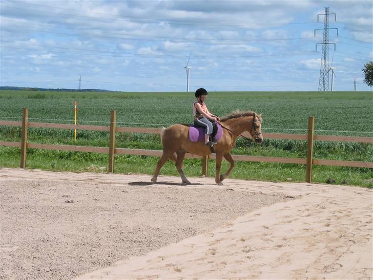 Palomino MR. Chano †  billede 2