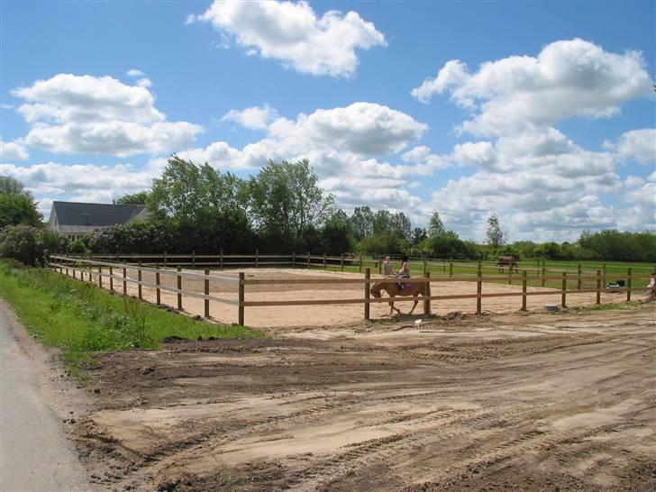 Palomino MR. Chano †  billede 3