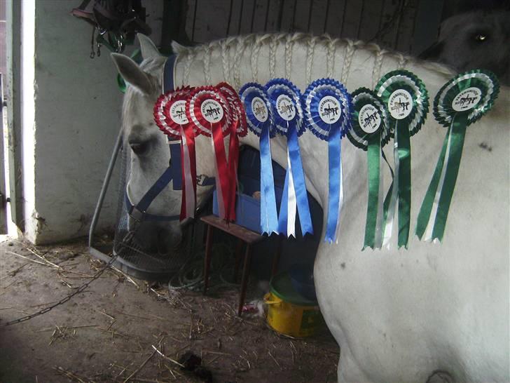 Connemara Nitouche  - Tusse med vores rosetter :) billede 14