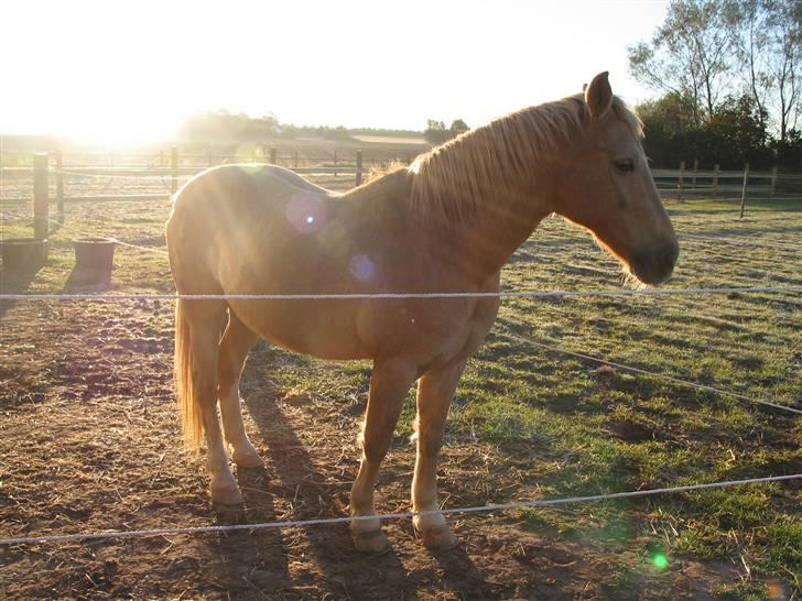 Palomino MR. Chano †  billede 4