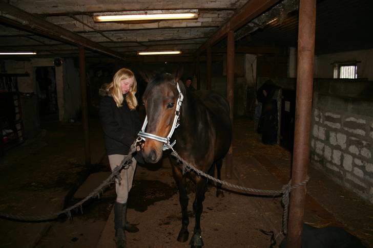 Welsh Cob (sec D) tai ticcazini musen!<3 - hvis du siger det tror jeg på dig? billede 5