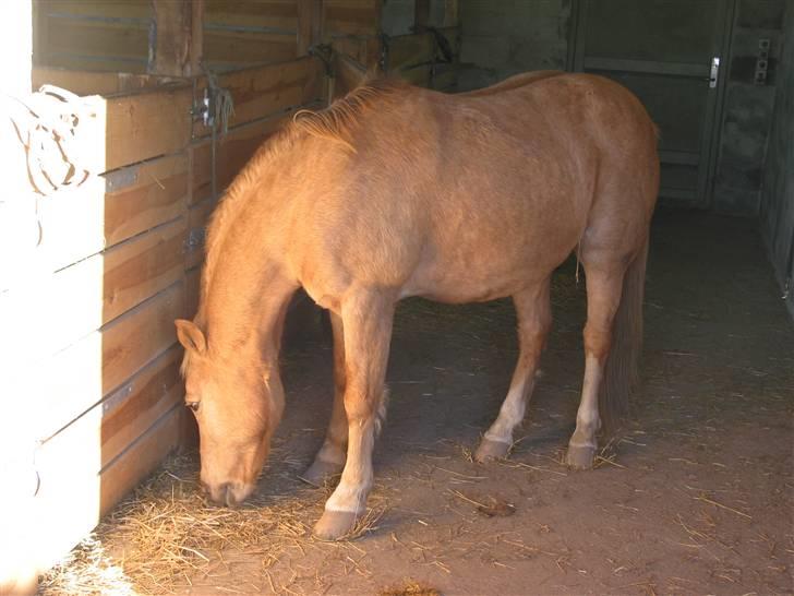 Palomino MR. Chano †  billede 5