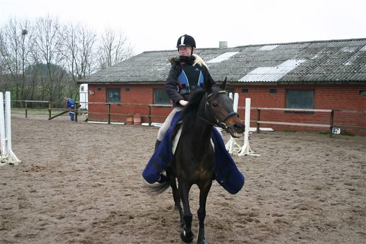 Welsh Cob (sec D) tai ticcazini musen!<3 - jeg kan ikke leve uden de udfordringer du giver mig. billede 6