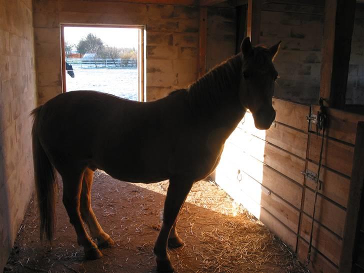 Palomino MR. Chano †  billede 6