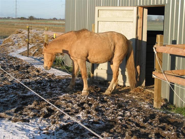 Palomino MR. Chano †  billede 7