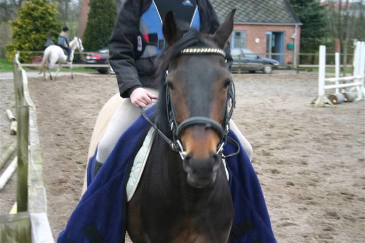 Welsh Cob (sec D) tai ticcazini musen!<3 - intet er det samme mere. billede 7