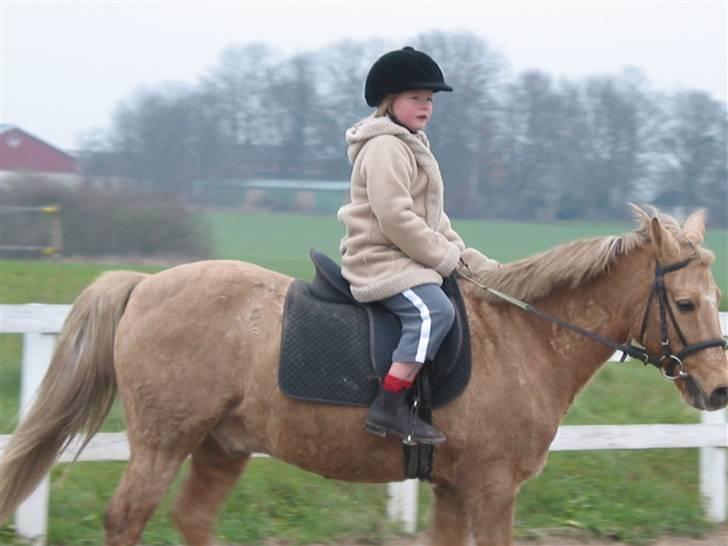 Palomino MR. Chano †  billede 8