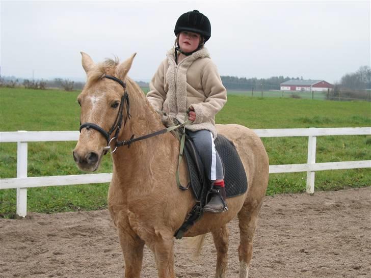 Palomino MR. Chano †  billede 9