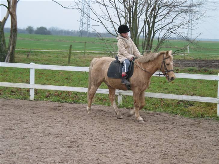 Palomino MR. Chano †  billede 10