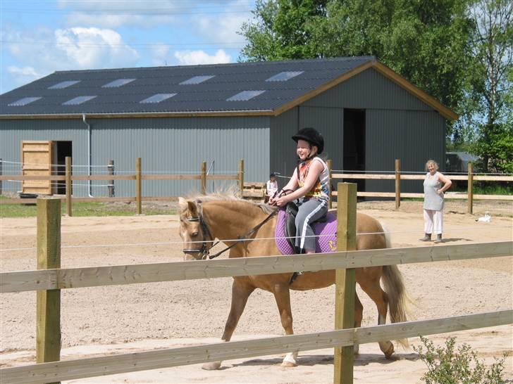 Palomino MR. Chano †  billede 11