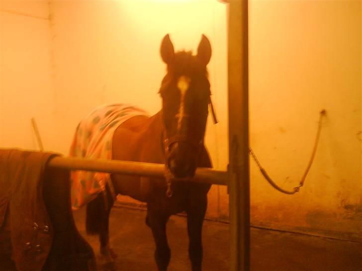 Hollandsk Sportspony Chico :* <3 billede 1