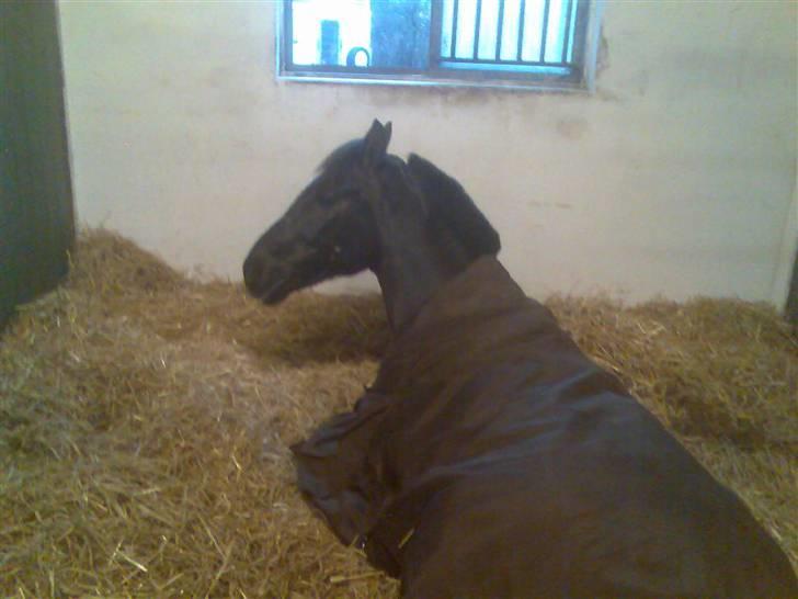 Hollandsk Sportspony Chico :* <3 - Toby <3 .  billede 2