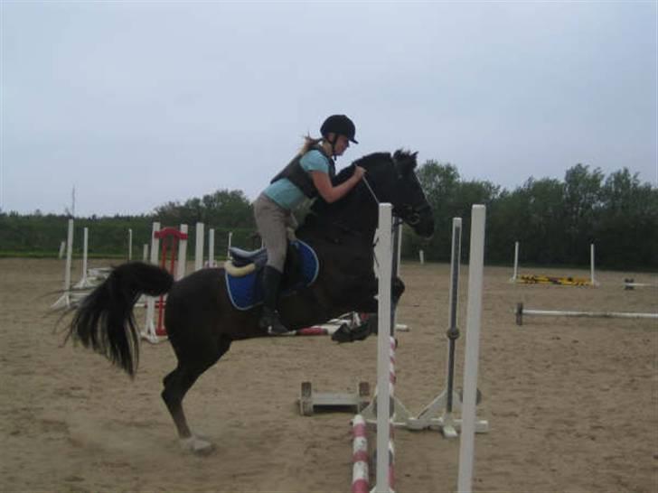 Hollandsk Sportspony Chico :* <3 - opvarming (:   jeg elsker dig  billede 3