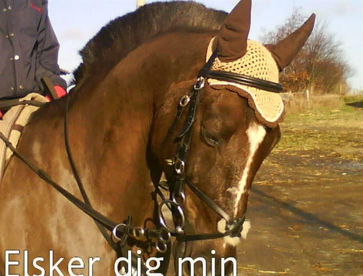 Hollandsk Sportspony Chico :* <3 - Forhud .  billede 4