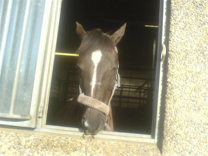 Hollandsk Sportspony Chico :* <3 - Chico billede 5