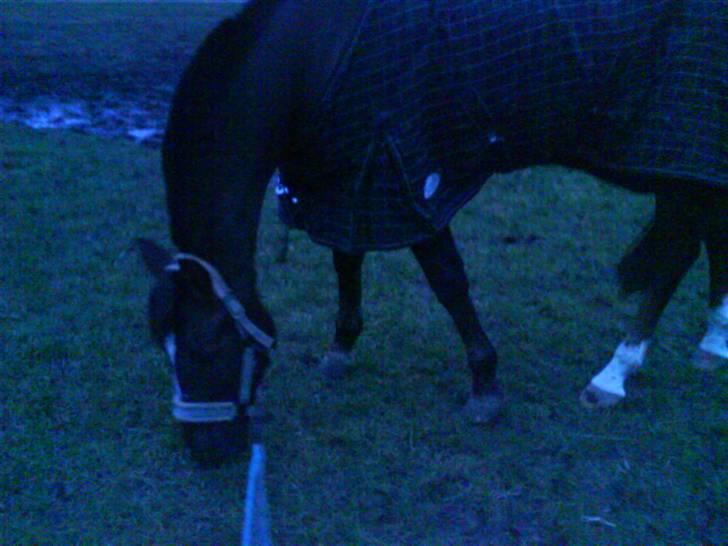 Hollandsk Sportspony Chico :* <3 billede 6