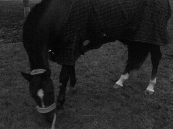 Hollandsk Sportspony Chico :* <3 - Kommer flere  billede 7