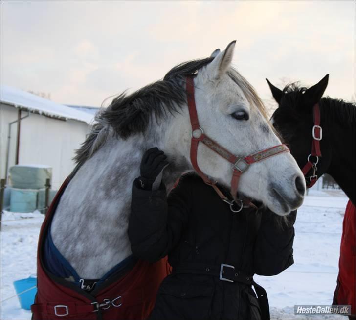 Tysk Sportspony SCARLETT - I lost my faith, you gave it back to me. billede 12