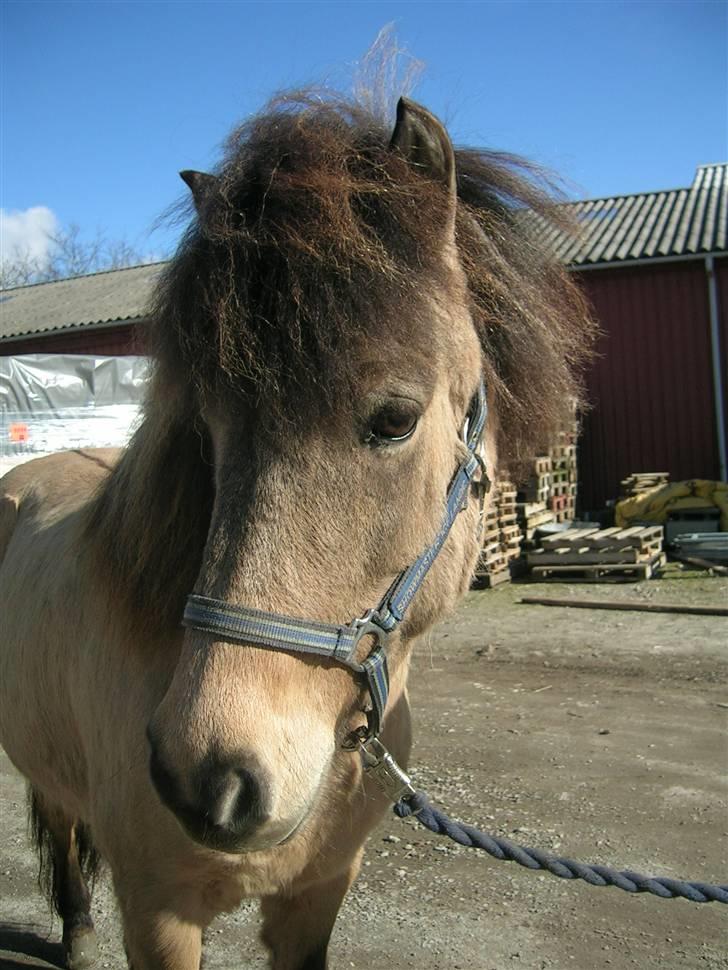 Islænder sóley fra Dalgård - hej med jeg velkommen  billede 1
