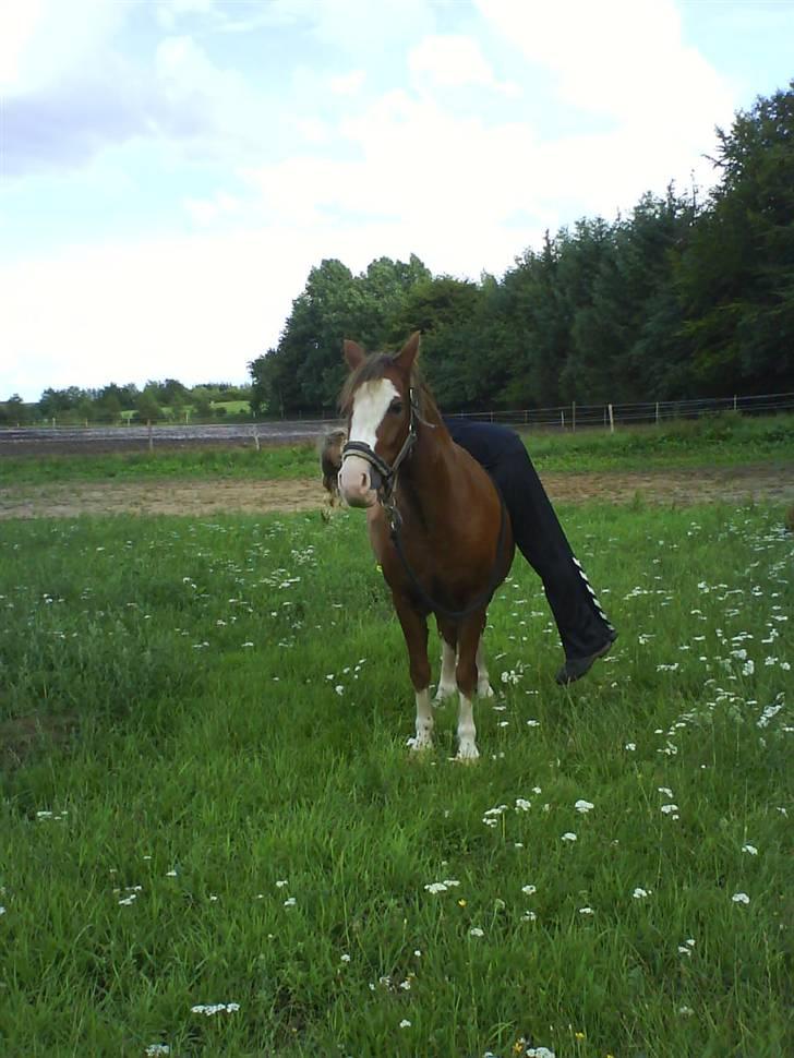 Welsh Pony (sec B) Chilli *Gammel part* billede 9