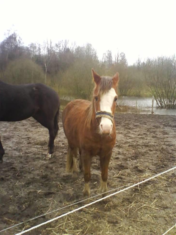 Welsh Pony (sec B) Chilli *Gammel part* billede 10